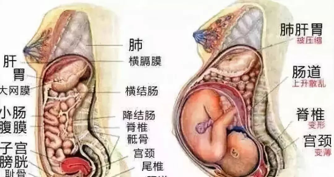 六个月胎儿发育情况深度解析