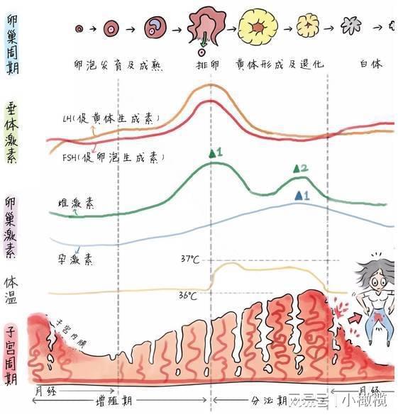 探究例假周期，一个月多一个月少的奥秘