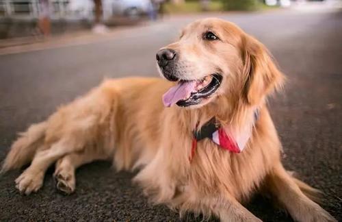 两个月大金毛幼犬的饮食指南，一天应该喂几次？