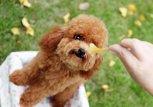 三个月泰迪犬的饮食指南，一天应该喂几次？