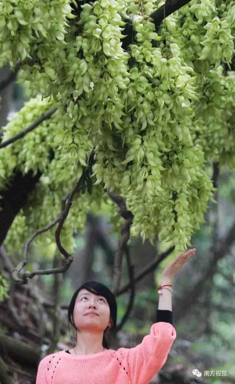 广东省的李腊梅，绽放的坚毅与美丽