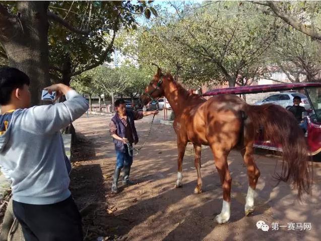 广东省马术比赛冠军的荣耀之路