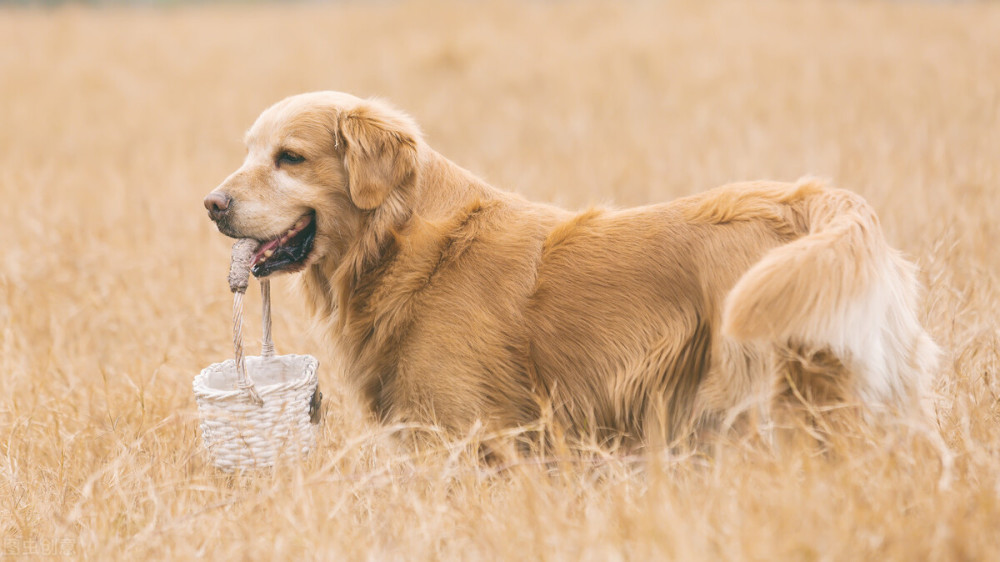 金毛犬的成长速度与发育阶段研究，几个月内金毛生长最快