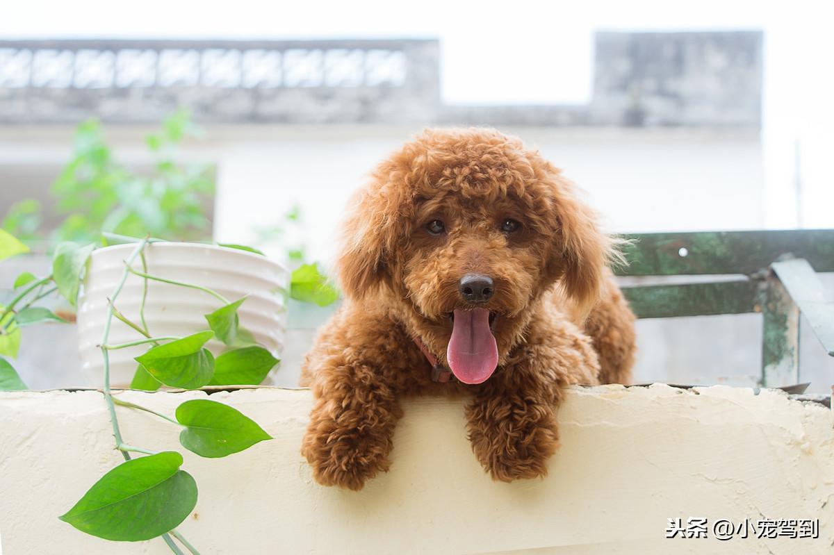 泰迪狗狗的成长与独立饮食，几个月后不再需要泡狗粮？