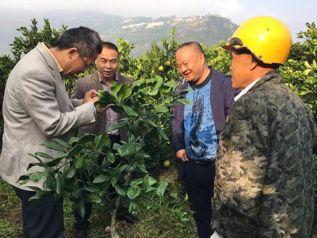 重庆奉节房产，繁荣背后的机遇与挑战