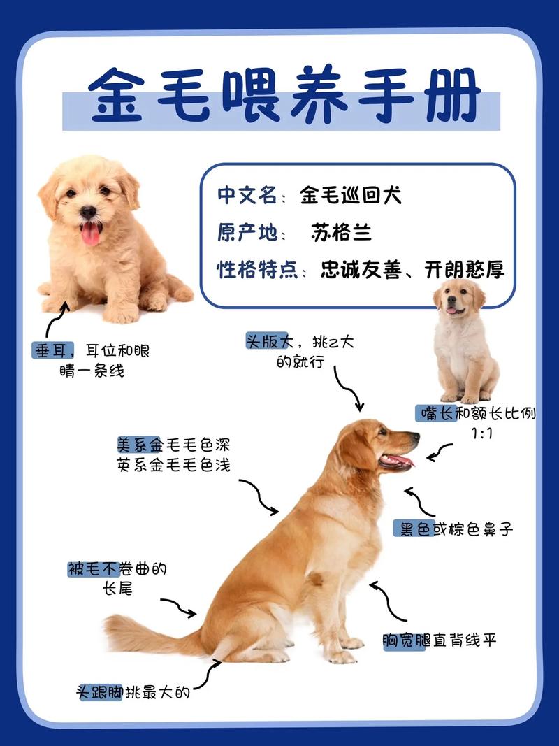 金毛犬一个月的成长营养需求与饮食指南