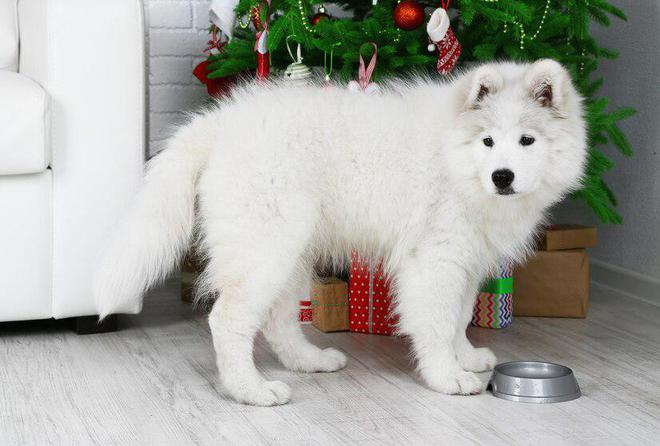 萨摩耶犬两个月大的饮食需求，食量与营养管理